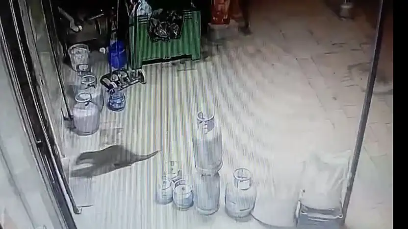 Dilek Mahallesi'nde Doğal Yaşam Kanıtı: Su Samuru Kamerada