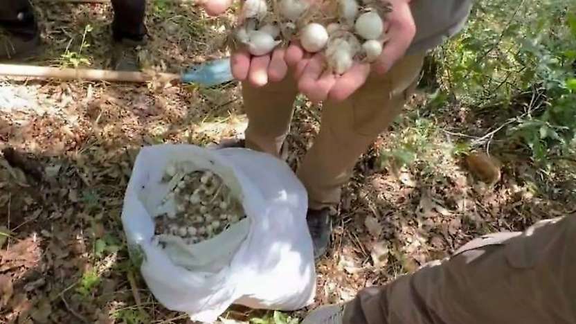 Doğadan İzinsiz Dağ Sarımsağı Topladılar, 2 Milyon TL'yi Aşan Ceza Aldılar