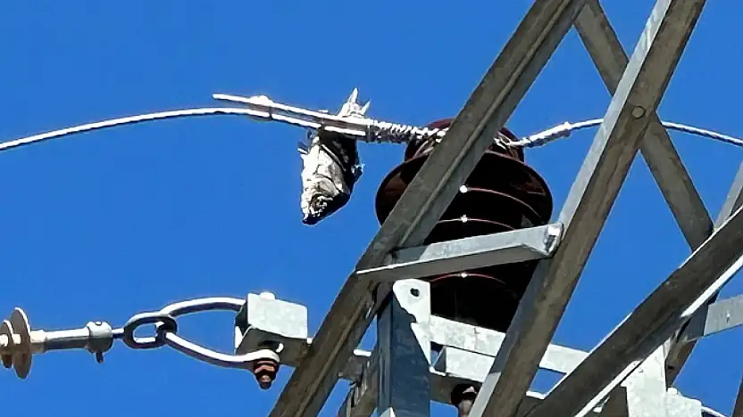 Elektrik Kesintisinin Nedeni Şaşırttı: Tellere Asılı Balık İlçeyi Karanlığa Gömdü