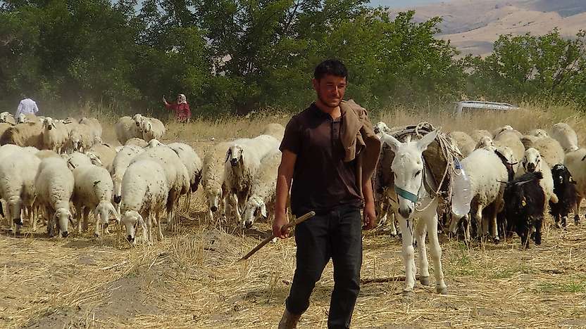 Hayvan yetiştiricileri: En büyük sorunumuz çoban ve mera
