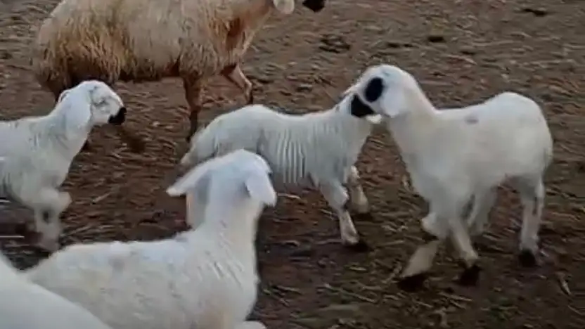 'Hayvancılık Stratejik Bir Alan, Gençler Üretime Kazandırılmalı'