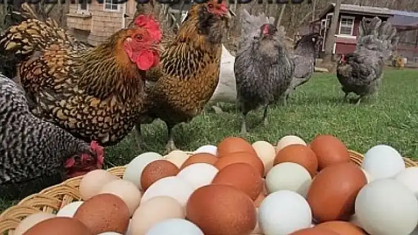 Haziran'da Tavuk Eti Üretimi Arttı, Yumurta Üretimi Düştü