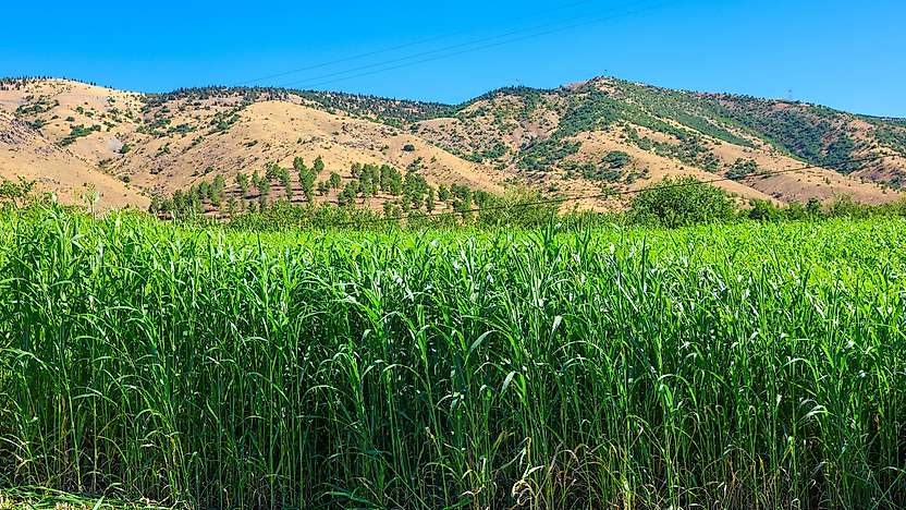 Kale'de Sorgum Sudan Otu'nun İkinci Hasadı Yapıldı