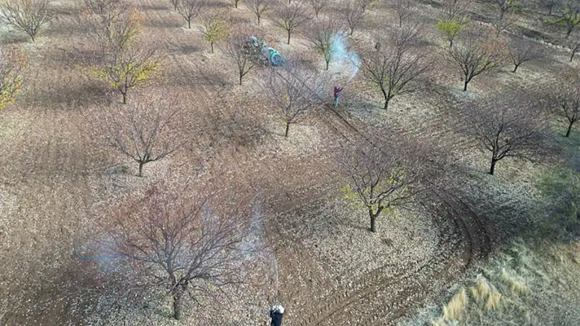 Kayısı Bahçelerinde Sonbahar Tedbirleri: Hastalıklara Karşı Mücadele Zamanı