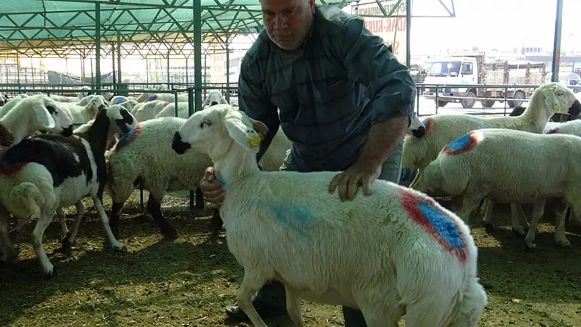 Kurban Bayramı yaklaşırken Malatya Canlı Hayvan Pazarı'nda hareketlilik arttı