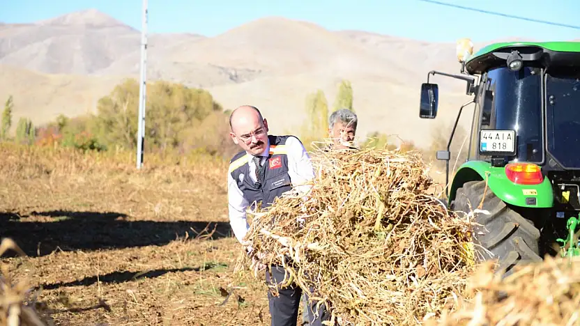 Kurucaova Ovası'nda Kuru Fasulye Hasadı Hız Kazandı