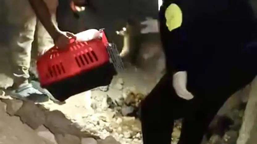 Mağarada Yürek Burkan Manzara: Anne Köpek Ölü Bulundu, 3 Yavru Hayatta