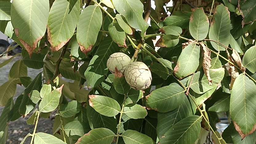 Malatya'da Baba Mirası Ceviz Bahçesi: 2 Ton Ürün Bekliyor
