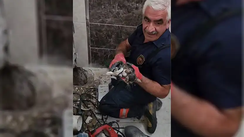 Malatya'da gider borusuna düşen yavru kedi bir saatlik çalışmayla kurtarıldı