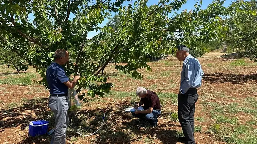 Malatya'da kayısı bahçelerinde şarka hastalığına karşı sürvey çalışması yapıldı