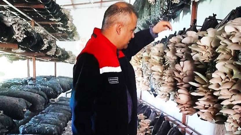 Malatya'da Mantar Üretim Tesisleri Denetlendi: Hastalık ve Zararlıya Rastlanmadı