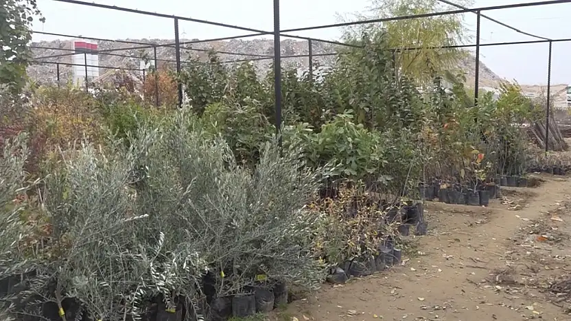 Malatya'da Meyve Fidanı Satış Sezonu Açıldı