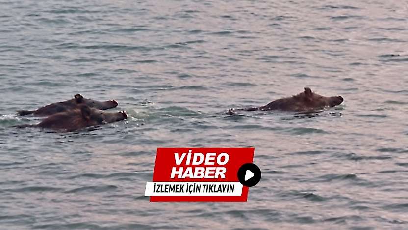 Malatya'da Şaşırtan Görüntü: Yaban Domuzları Baraj Gölünde Yüzdü