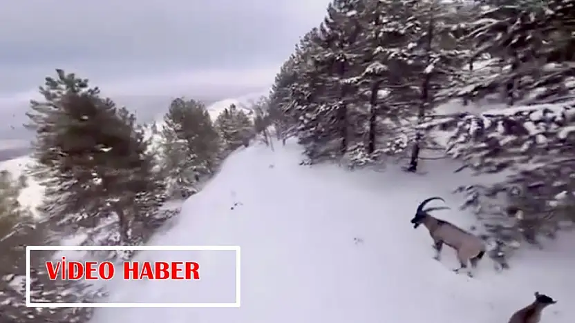 Malatya'nın Zirvelerinde Yaban Hayatının Beyaz Yolculuğu