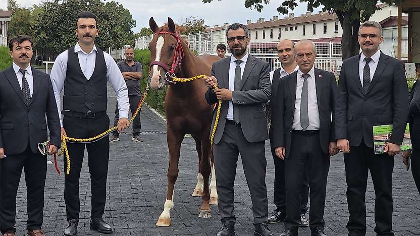 Malatya Sultansuyu'nda Tay İhalesi: 13 Tay 51,6 Milyon Lira Etti