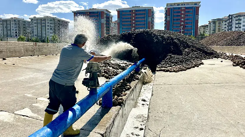 Malatyalı Çiftçiye Pancar Morali: Don Zararını Unutturdu