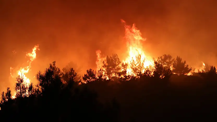 Manisa'da orman yangını