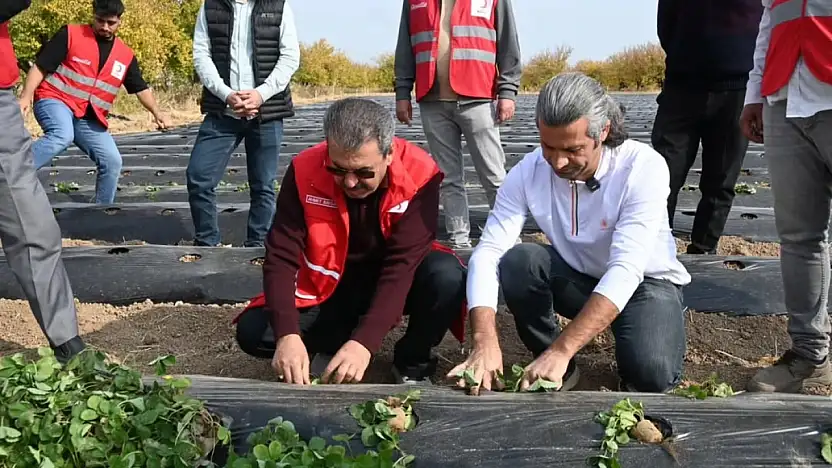 Modern Çilek Üretimiyle Malatyalı Çiftçiye Yeni Umut