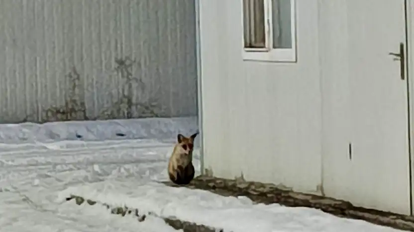 Soğuk Hava Yaban Hayvanlarını Şehre İndirdi