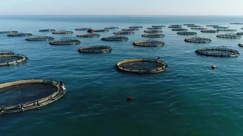 Su ürünleri avcılığı sözleşmeli üretim kapsamına alındı