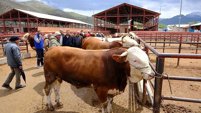 Tanımlanmamış Hayvanlar İçin Yeni Düzenleme: Kesim ve Karantina Kuralları Değişti