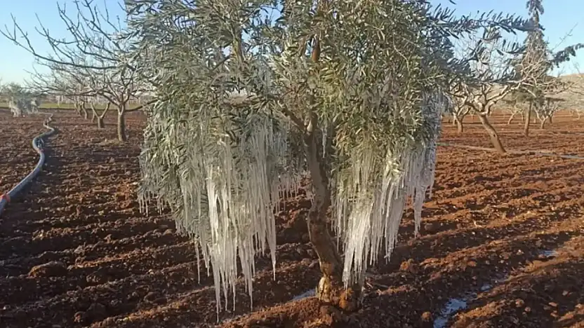 TARSİM'in 2026 Sigorta Kapsamı Belli Oldu: Prim Desteği Yüzde 70'e Çıkıyor