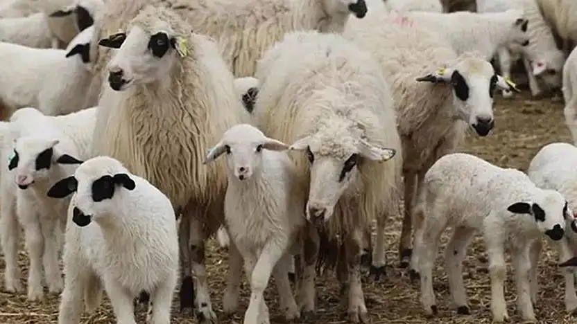 TİGEM, 1200 Küçükbaş Hayvanı İhaleyle Satışa Çıkarıyor