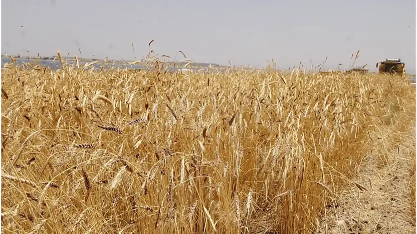 TİGEM'den 327 Ton Buğday Satışı: Açık Artırma 29 Ocak'ta