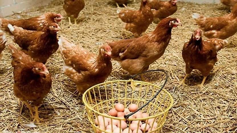 TÜİK Verileri Açıkladı: Tavuk Eti Üretimi 237 Bin Tonu Aştı