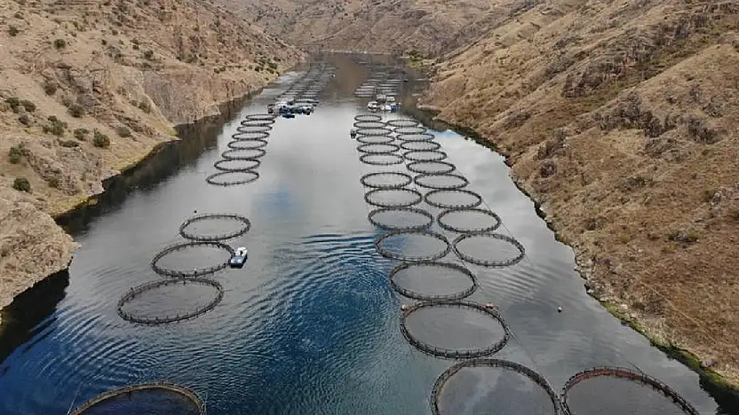 Üç Baraj Gölü Alabalık Yetiştiriciliğine Açıldı