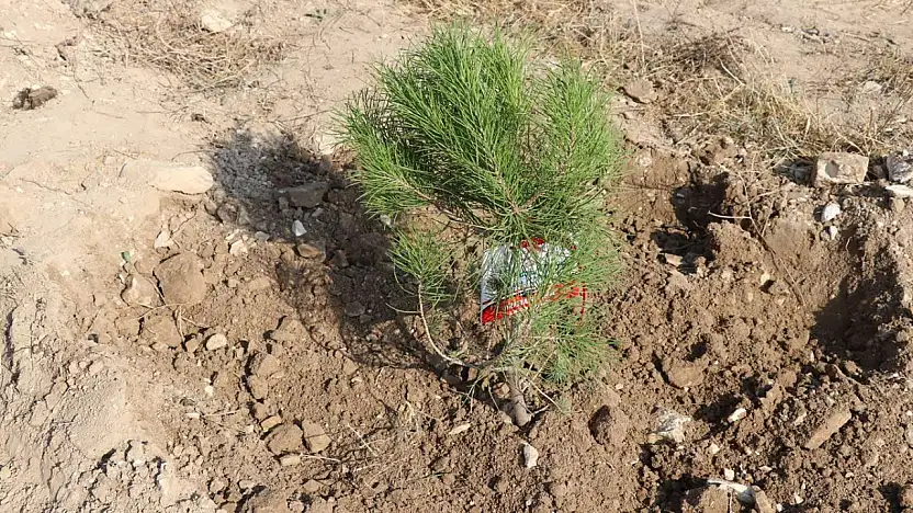 Uzmanlardan uyarı: Yanan ormanları aceleyle ağaçlandırmayın