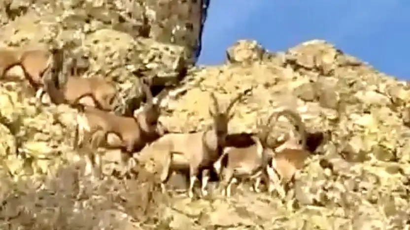 Vali Yavuz: 'Doğal Yaşamı Korumak Hepimizin Sorumluluğu'