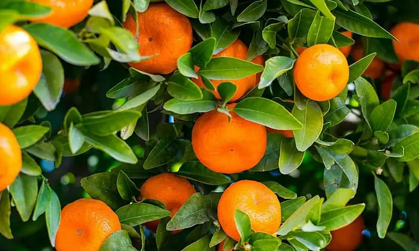 10 aylık mandalina ihracatı 375 milyon dolara ulaştı