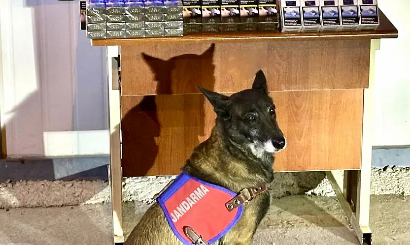 800 Paket Bandrolsüz Sigara Yakalandı