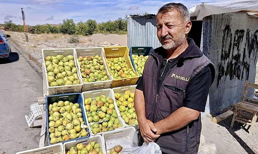 Akçadağ'da bal armudu sezonu başladı: Kilosu 100 liraya kadar çıkıyor