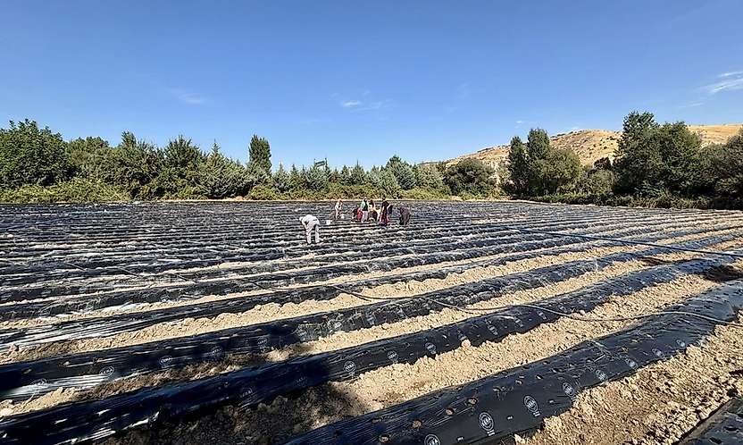 Akçadağ'da tarımsal üretime çilek katkısı