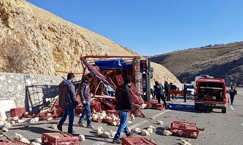 Akçadağ'da Tavuk Yüklü Kamyon Devrildi: Yüzlerce Tavuk Telef Oldu