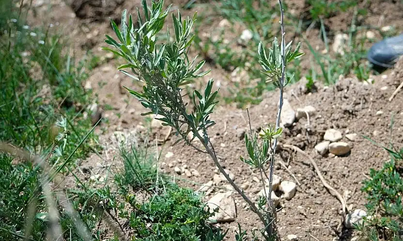 Alternatif yem kaynağı: Tuz çalısı