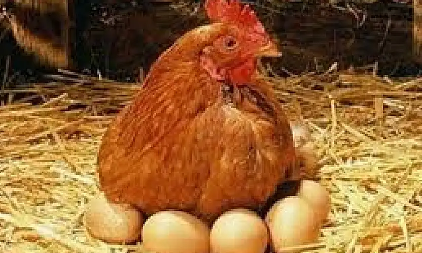 Aralıkta Tavuk Eti ve Yumurta Üretiminde Artış