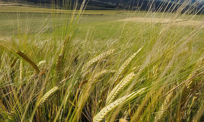 Arpa Pazarında Büyük Sıçrama: 32,5 Milyar Dolarlık Hedef