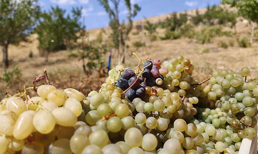 Bağ Bozumu Başladı: Malatya Tarımında Alternatif Ürün Çağrısı