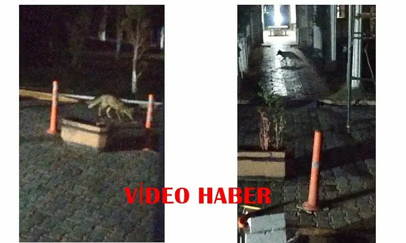 Battalgazi'de Aç Kalan Tilki Şehir Merkezine İndi