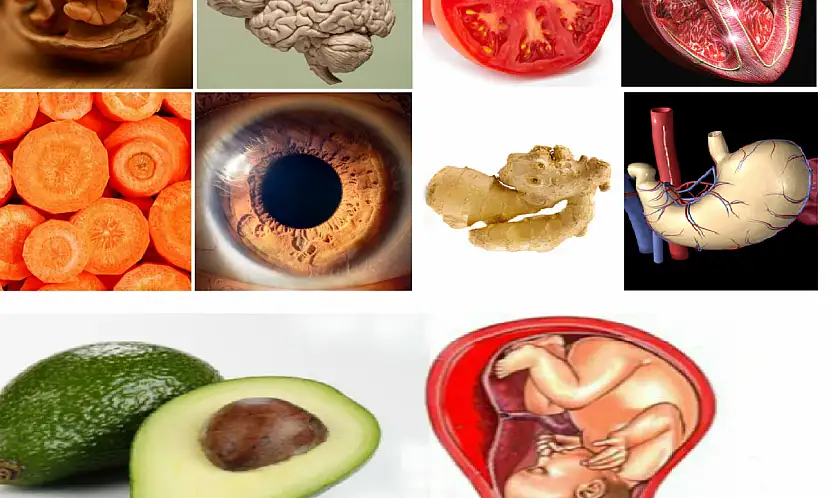 Benzediği Organa Şifa Olan Besinler: Sofranızdaki Gizli Bağlantı