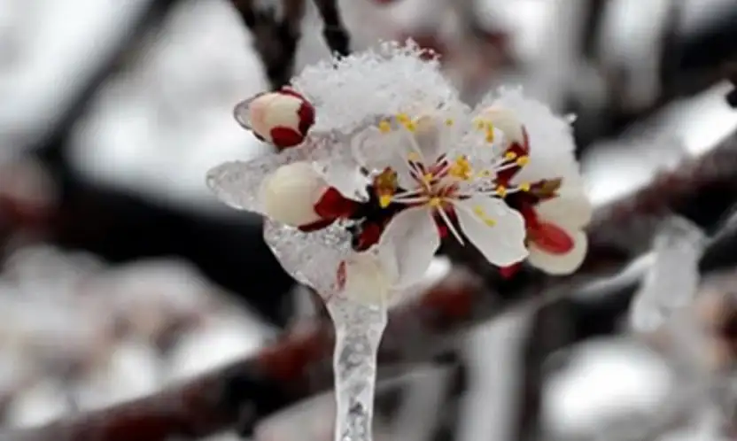 Çiftçilere 221 Milyonluk Zirai Don Desteği Bugün Hesaplarda