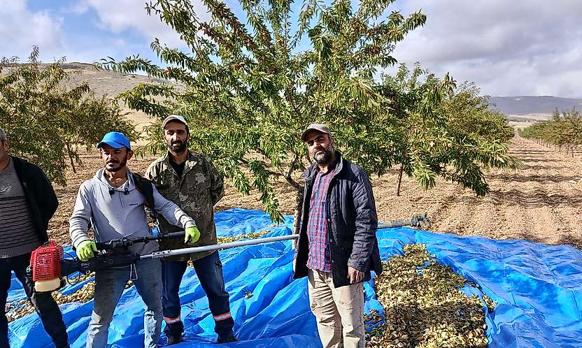 Darende'de Badem Hasadı Ne Zaman Bitecek? Üreticiler Tarih Verdi