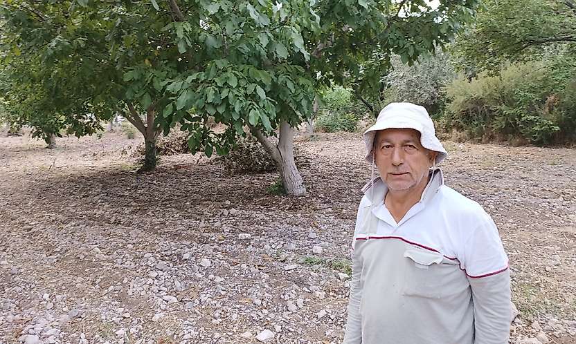 Darende'de ceviz hasadı başladı: 'Ceviz, kayısının sigortasıdır'