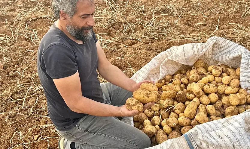 Darende'de Mikroklima Mucizesi: 3 Bin Dönümden 15 Bin Ton Patates Bekleniyor