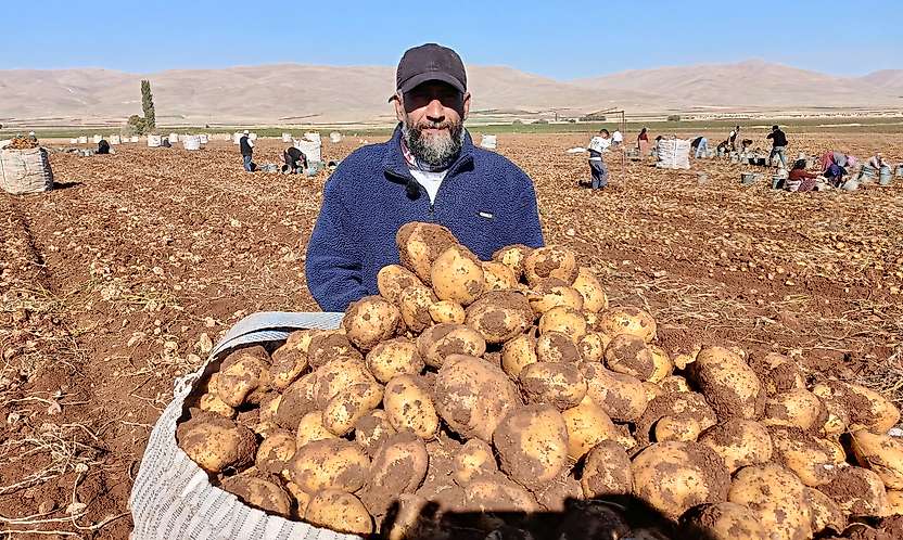 Darende'de Patates Bereketi: 20 Bin Ton Rekolte Bekleniyor