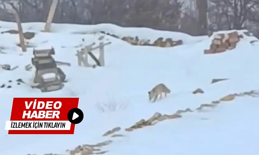 Darende Hacolar'da Kış Yaban Hayatını Zorluyor