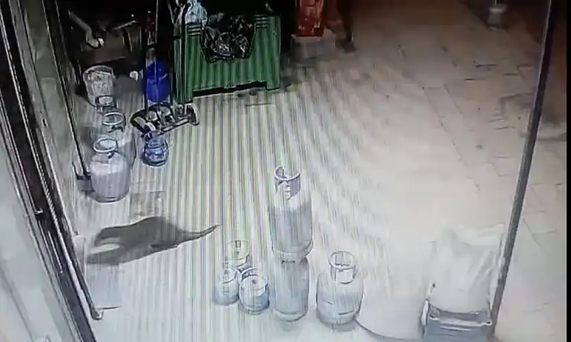 Dilek Mahallesi'nde Doğal Yaşam Kanıtı: Su Samuru Kamerada